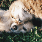 castração gratuita