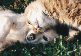 castração gratuita