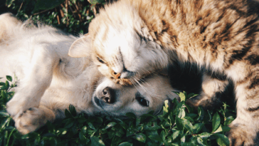 castração gratuita