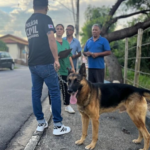 Cachorro resgatado em Extrema, MG, após anos acorrentado, ganha cuidados no canil municipal.
