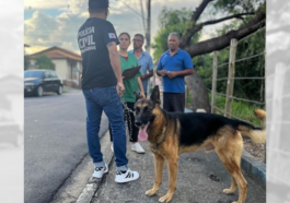 Cachorro resgatado em Extrema, MG, após anos acorrentado, ganha cuidados no canil municipal.