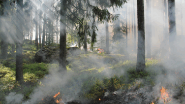 Prevenção a Incêndios