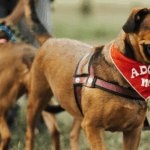 Cães disponíveis para adoção na Feira do Parque Pet Sustentável, no Parque de Eventos, Extrema.