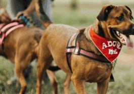 Cães disponíveis para adoção na Feira do Parque Pet Sustentável, no Parque de Eventos, Extrema.