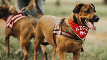 Cães disponíveis para adoção na Feira do Parque Pet Sustentável, no Parque de Eventos, Extrema.