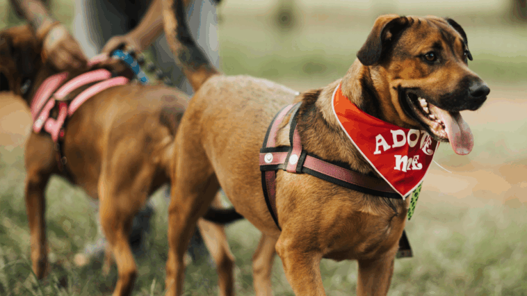 Cães disponíveis para adoção na Feira do Parque Pet Sustentável, no Parque de Eventos, Extrema.