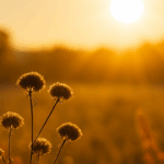 Previsão segundo o Inmet