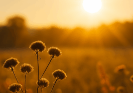 Previsão segundo o Inmet