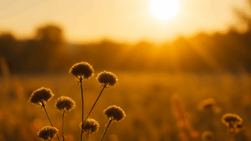 Previsão segundo o Inmet