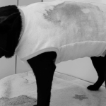 Associação Filhos de Lázaro