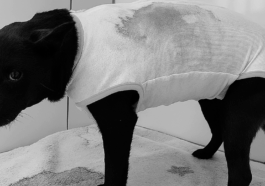 Associação Filhos de Lázaro